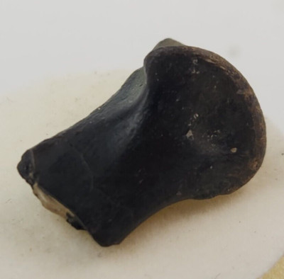 Snapping Turtle Toe Fossil Snapping Turtle Toe Bone - Florida - Pleistocene Ice Age | eBay