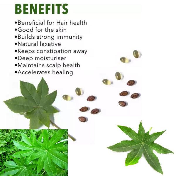 Castor Leaves dried natural herbal 100% organic quality whole ayurvedic tea  leaf