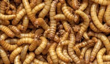 Live Mealworms - 50 Medium- 1/2"-3/4"- Reptile, Bird small mammal Food fish bait