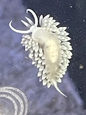 6 Live Berghia Nudibranch 1/2 + Inches Rid Aiptasia 1 DAY SHIP