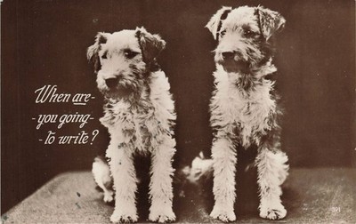 1933 Real Photo Postcard Two Wire-Haired Terriers ''When Are You Going To Write?''