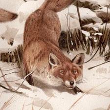 Red Foxes Hunting In Winter Snow 1890 Antique Chromolithograph Print