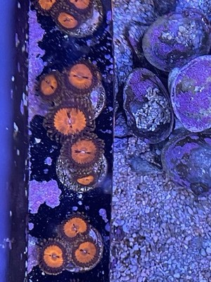 Blood Sucker Paly Frag Zoanthids Zoa Paly SPS LPS Corals, WYSIWYG