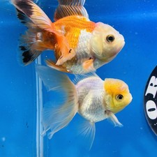 Thai oranda goldfish Two Live Fish Pack 2 F/M Size 5 inches Juven