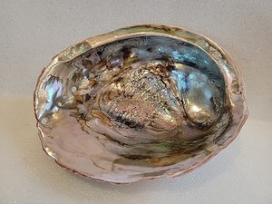 Large Natural Ablone Shell-Red Abalone Iridescent Mother Of Pearl 7.5"x6" 