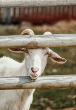 أخرى مستلزمات الحيوانات — Neem 1L Goat Wash