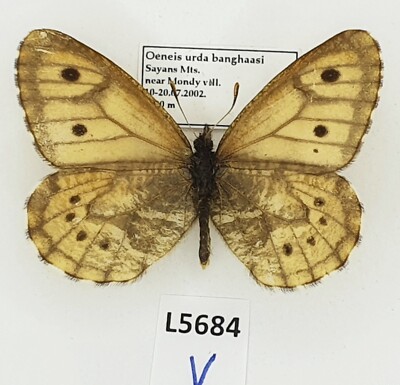 Satyrinae, Oeneis urda banghaasi, male, A1-, Russia L5684