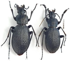Carabidae Carabus (Pagocarabus) crassesculptus diruptus China, Sichuan