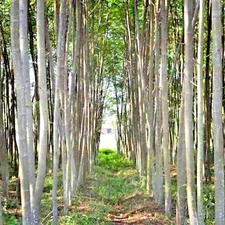 100++ Guanacaste Tree Albizia Seedss (Enterolobium cyclocarpum) var. Sengon Buto