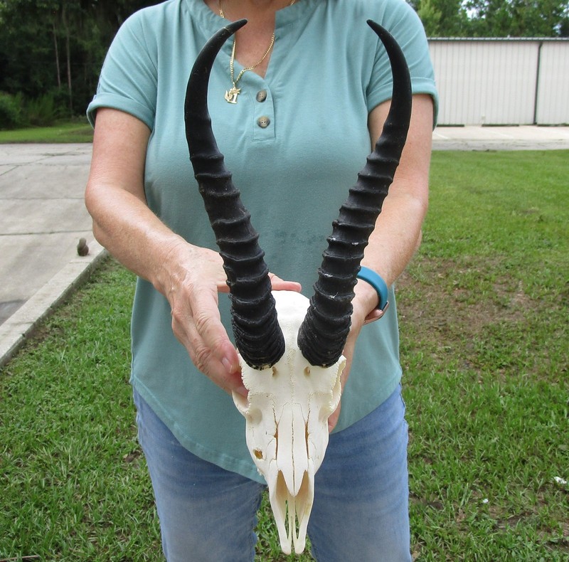 B-Grade South African Springbok Skull with 11 inch horns, taxidermy # 52121