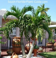 Christmas Palm tree (Veitchia merrillii) 1 year old 12”-14” Tall