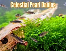 Celestial Pearl Danio CPD Galaxy Rasbora Juvenile Fish Schooling Fish Aquarium