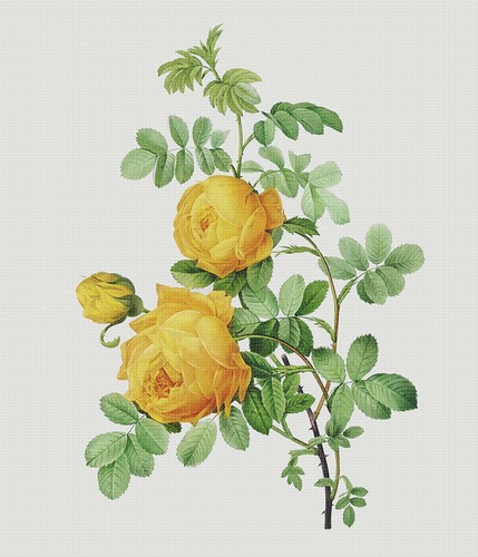 A Sampling of Roses by Redoute's 3 Counted Cross Stitch Charts Patterns - Picture 4 of 6