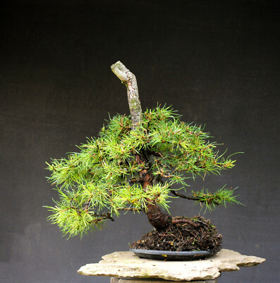 groupon bonsai Basic Outdoor Bonsai Gift Bundle