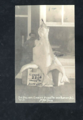 REAL PHOTO PRINCE RUPERT BRITISH COLUMBIA HUGE HALIBUT FISH POSTCARD COPY