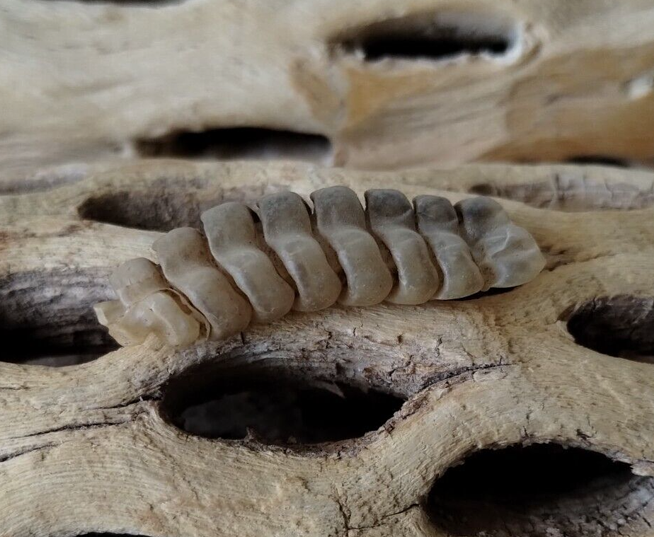 Rattlesnake Rattle Snake Pit Viper Tail Rattler Taxidermy Good Luck