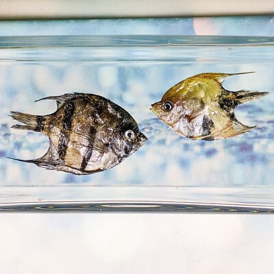 2 Angelfish fish specimen Taxidermy collectible education marine biology craft