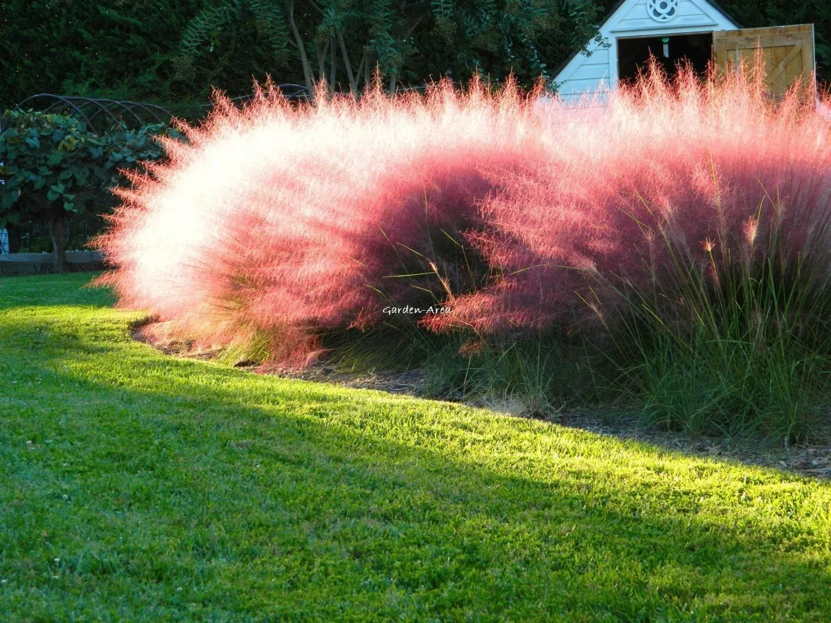 30 Pink Muhly Grass Seeds Perennial Muhlenbergia Capillaris -  Portugal