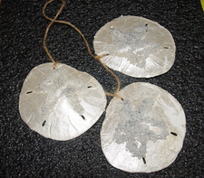 Set of 3 Sand Dollar Ornaments Beach Christmas Decor Coastal Holiday - C