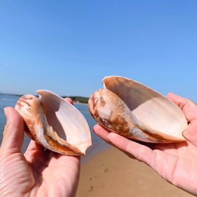 Natural Conch Shell Sea Snail Fish Tank Decor Furnishings Home Collectible