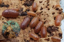 Isopods - Orange Vigor Armadillidium vulgare 20 ct