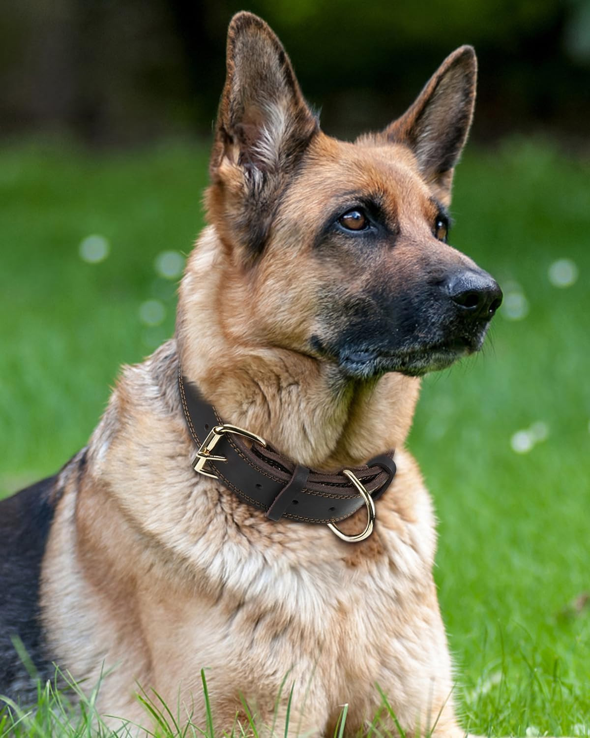 Collare per Cani in Pelle Premium - Design Elegante e Robusto - 2