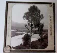 Tree Studies, Weeping Birch at Mar Lodge Magic Lantern Slide