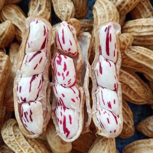 500g Tiger Stripe Peanut Tempeh ,Raw peanuts, freshly dried, can be used as seed - Picture 2 of 5
