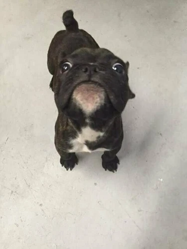 Muhammad Ali boxing picture Book magazine the story in Pictures 1975 - 画像12/12