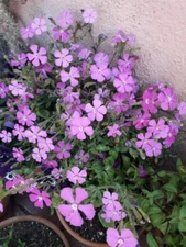 Soapwort Seeds - Saponaria ocymoides Seeds - Beautiful Flowers!