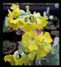 Primula Auricula Wharfedale Buttercup Plant Alpine 9cm pot perennial Theatre
