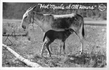 Hot Meals at All Hours California 1950s OLD PHOTO