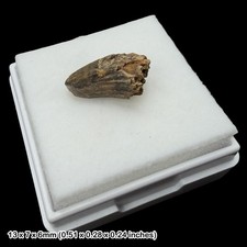 Rare Crocodile Teeth Fossils Wealden Group Sussex UK Cretaceous Crocodyliform