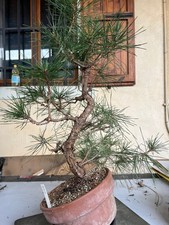 Prebonsai pino nero giapponese