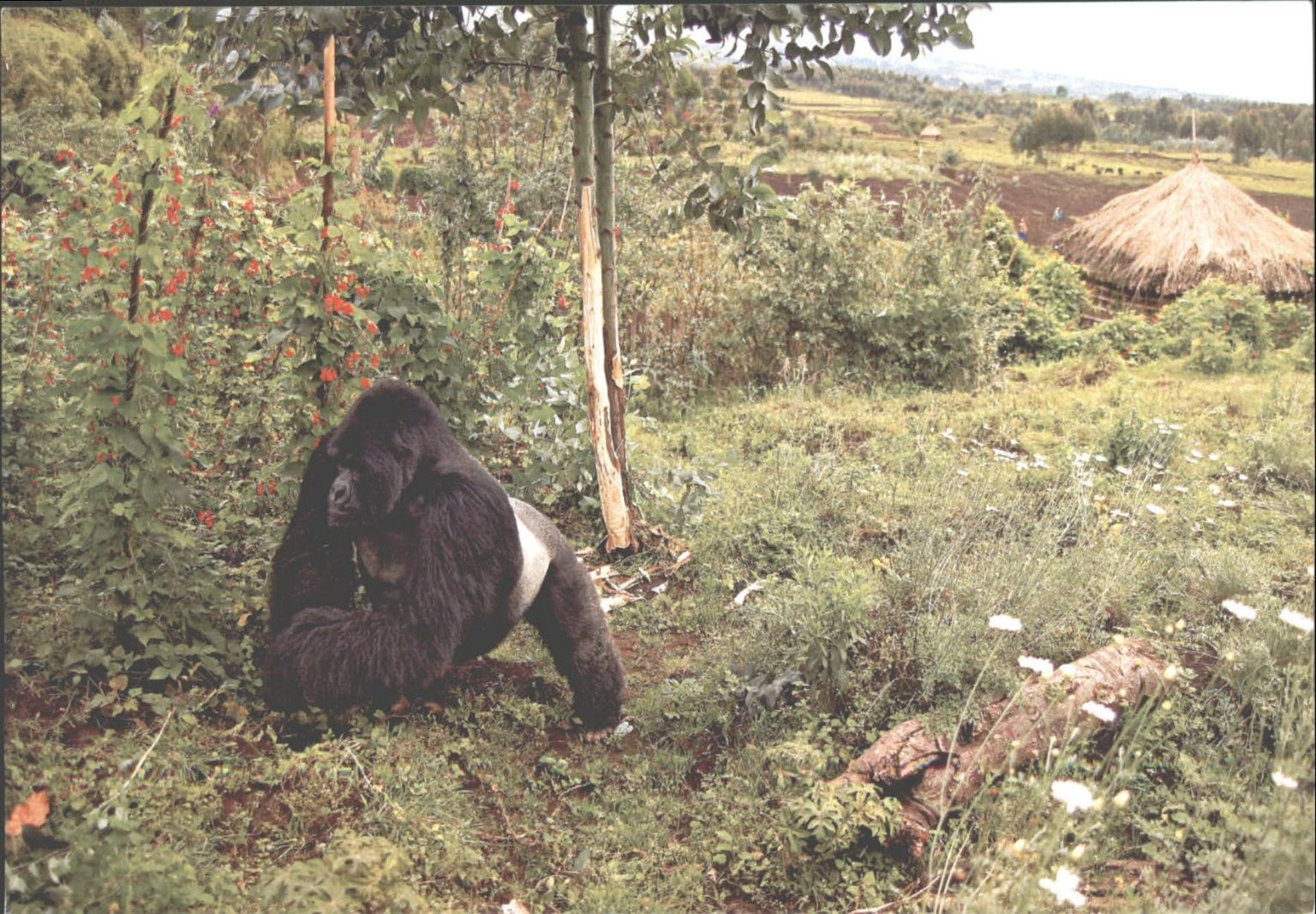Wild Planet Silverback Gorilla Postcard Rwanda Joe McDonald Wildlife