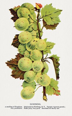 Affiche décorative de cuisine Vin et fruits (raisins et pommes) Nature morte 40,6 x 50,8 cm Affiche décorative de cuisine Vin et fruits (raisins et pommes) Nature morte 40,6 x 50,8 cm