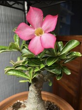 10 Desert Rose seeds Adenium Obesum  Mixed Colors House Flower Plant Seeds UK