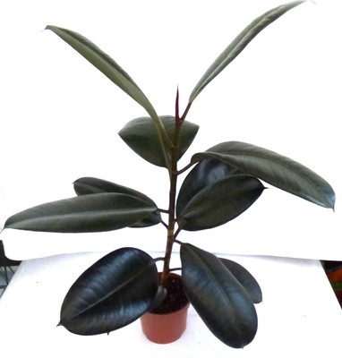 . Gummibaum Ficus elastica Robusta Zimmerpflanze Grünpflanze