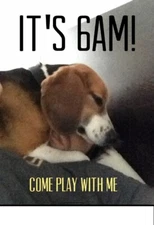 Funny Beagle  refrigerator magnet 2 1/2x 3 1/2  "