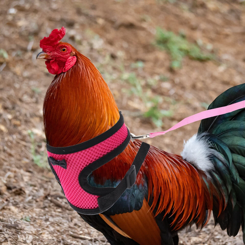 Rooster leash sale