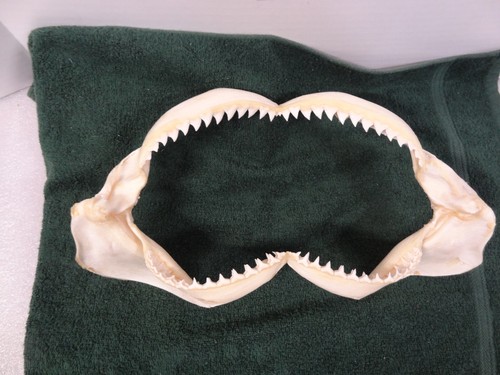 Vintage Authentic Blacktip Reef Shark Jaw Taxidermy 14” Wide X 5” High Clean