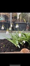 Galanthus Primrose Warburg