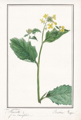 Chou-rave Kohlrabi Blumen flower Botanik Aquarell watercolor drawing 1830