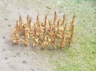 MP SCENERY 32 Brown Corn Stalks N Gauge Model Railroad Farm Layout Handmade