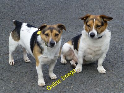 Foto 12x8 Zwei gehorsame Hunde, Lovers Retreat An Oghmagh hier abgebildet [[[6 c2013