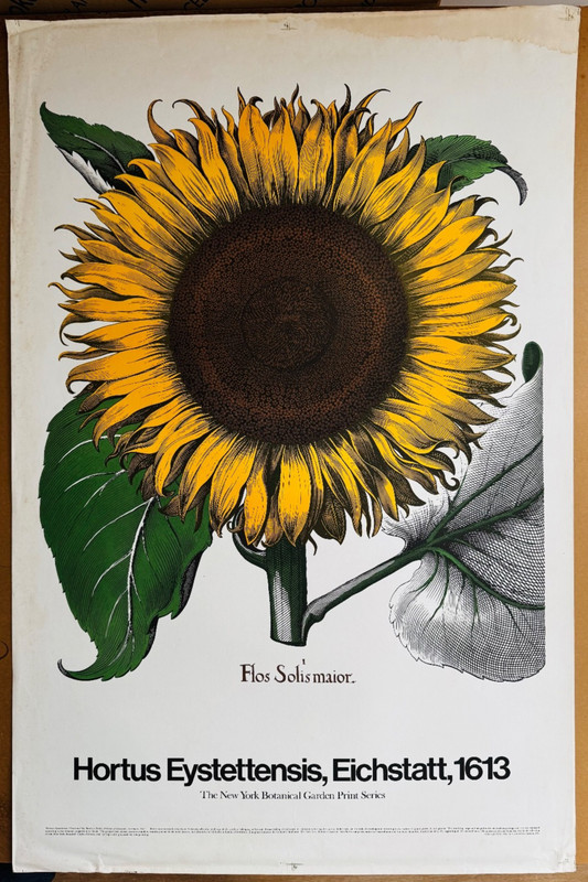 New York Botanical Garden Series Vintage Sunflower Poster from Basilius Besler