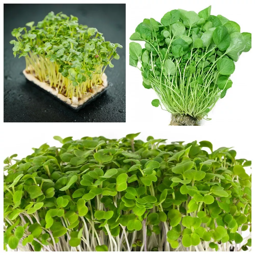 Why many different plant seedlings look like salad cress