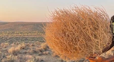 Tumbleweeds! Medium Size BEST and FULL!! 12”-15” Tumbleweed Hand Foraged USA!!