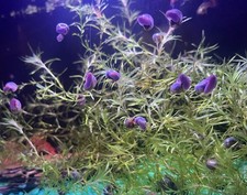 25 Ramshorn Snails. Feeder Small