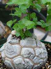 5 Dioscorea Elephantipes Seeds - Elephant Foot - Rare Caudex